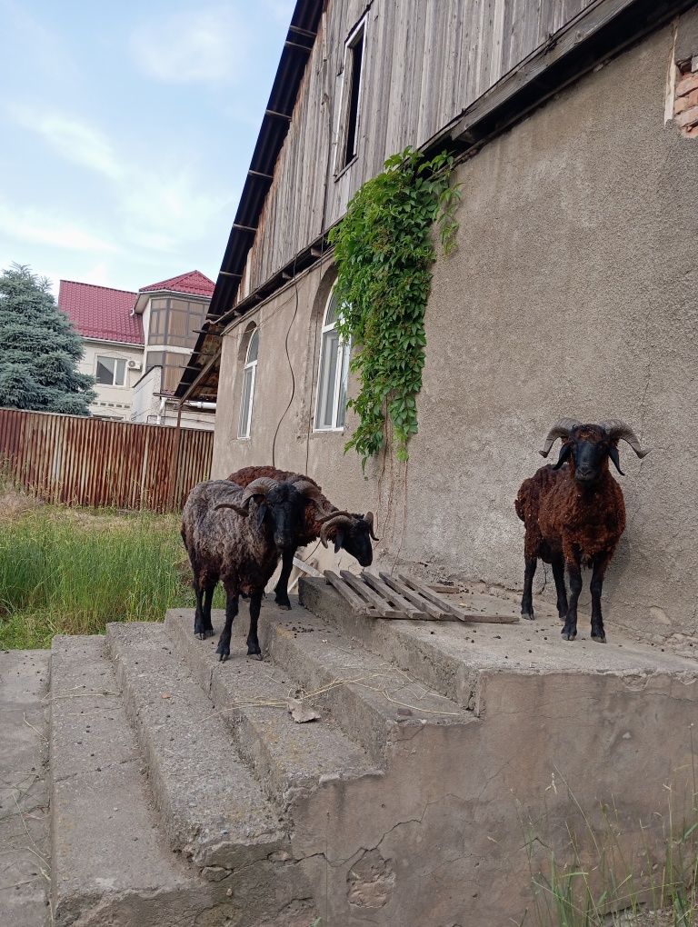 Кошкар курбан айтка