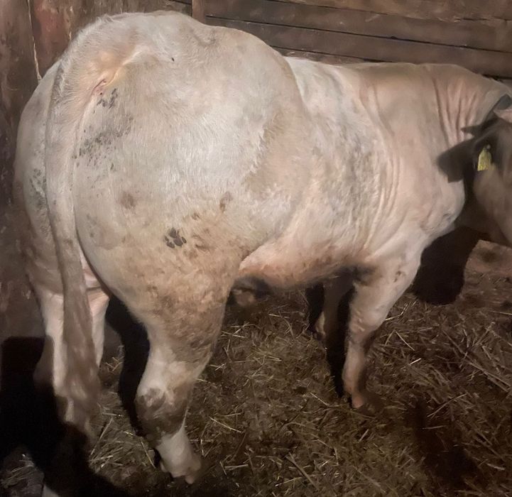 Tăuras        de         vanzare .