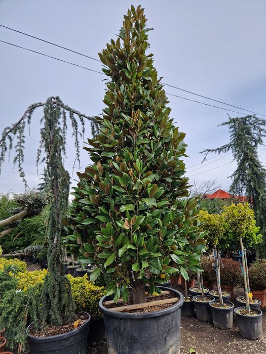 Magnolia grandiflora copac si tufa  ( vesnic verde cu flori albe )
