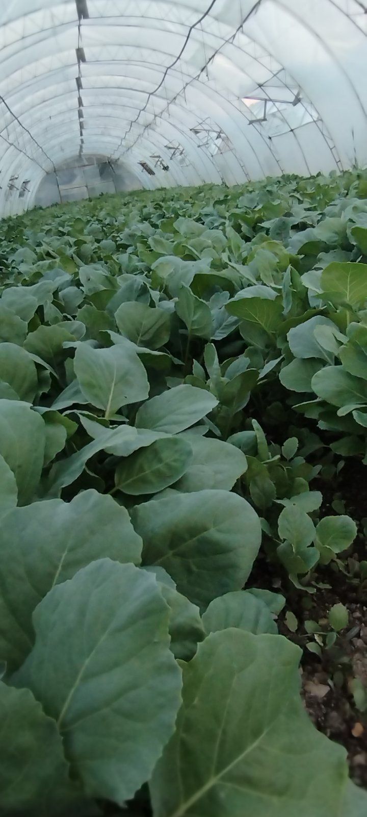 Продавам разсад Зеле