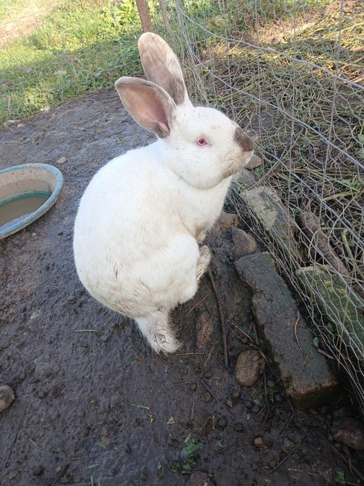 Vând iepuri, adulți și pui.