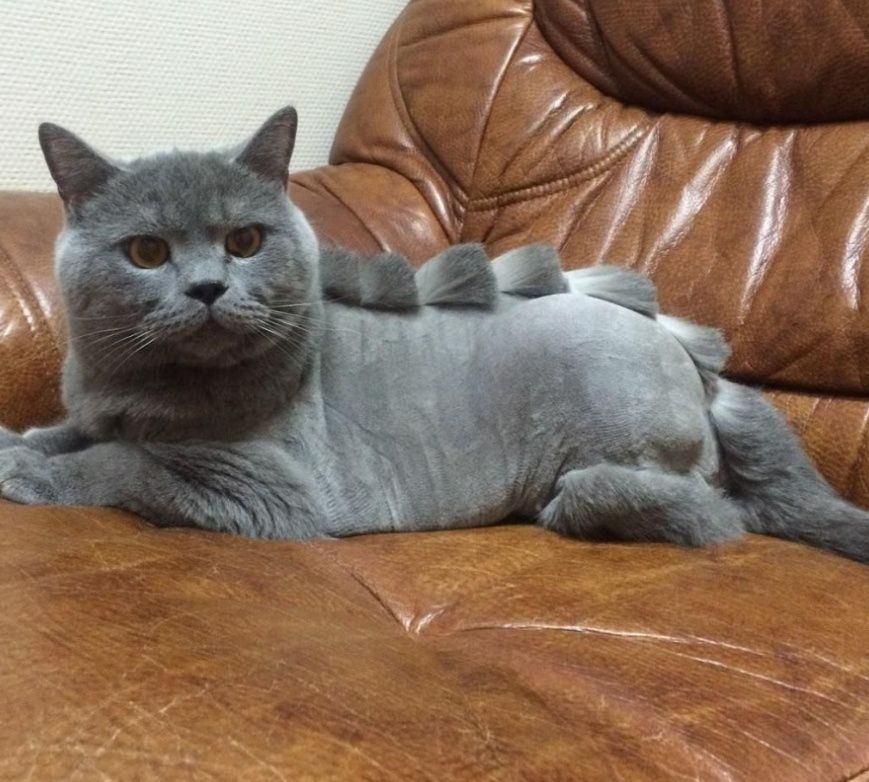 Стрижка, купание,вычес Кошек!