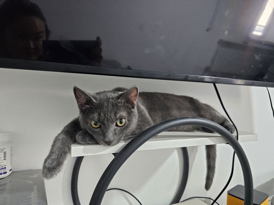Кот на вязку бесплатно