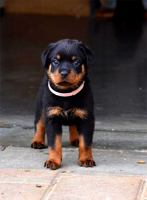 De vânzare pui rottweiler cu pedigree.