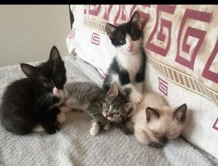 Отдам  котят в добрые  руки.