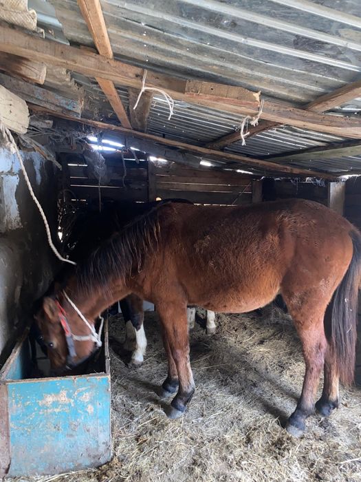 Жабагы сатылады .