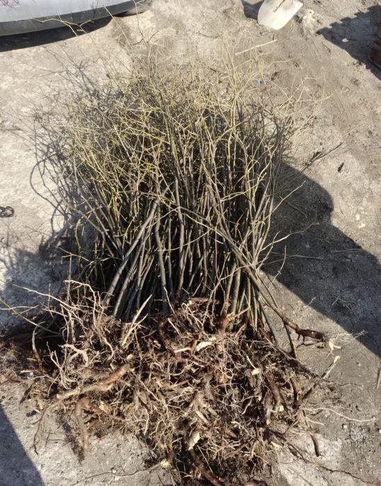 Vand puieti tei si frasin