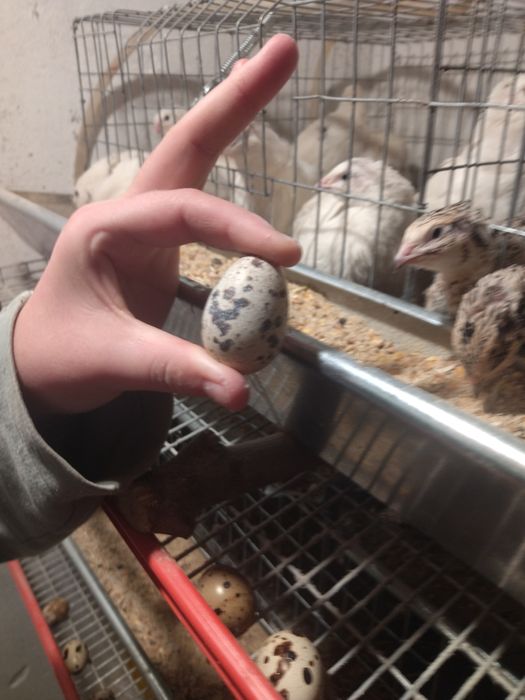 Vând ouă de prepeliță