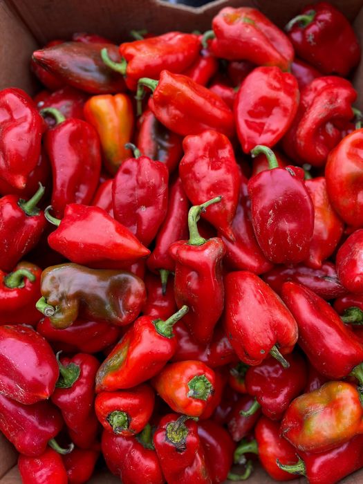 Ardei Capia și Gogoșari de grădină - producție proprie