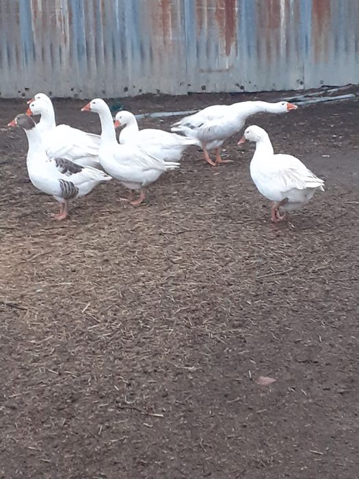 De vanzare 7gaste si un gansac!