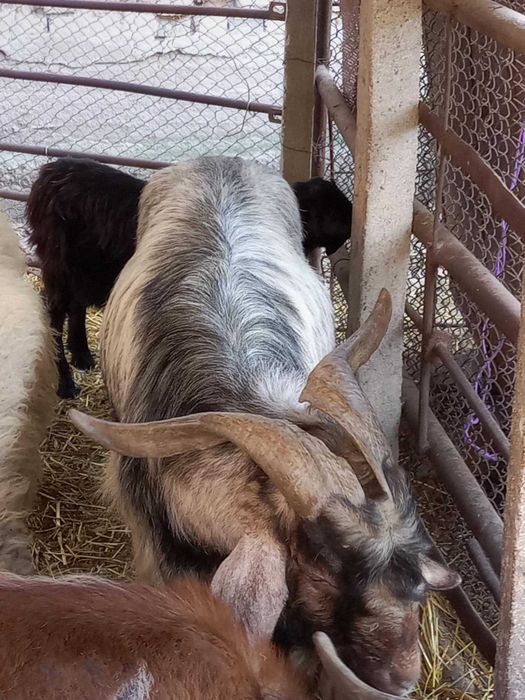 Пръч (Козел) и Коза