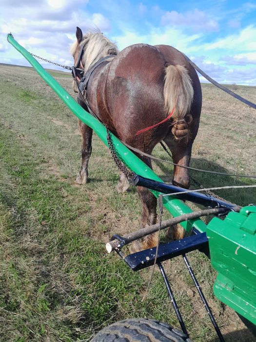 Vand două manze grele