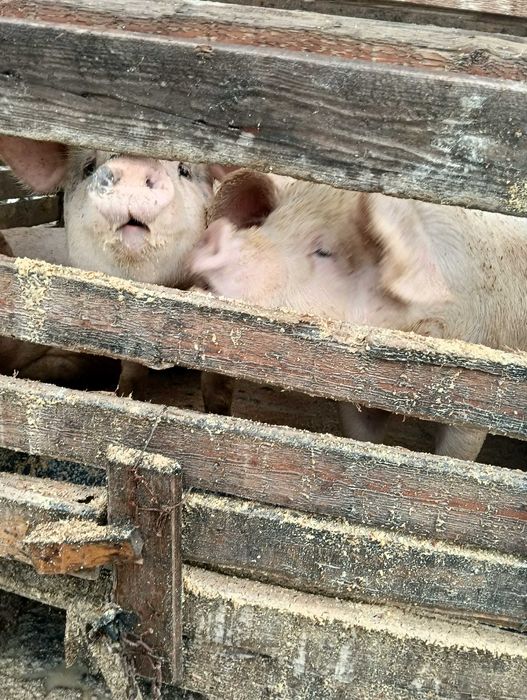 Прасета мъжки скопени