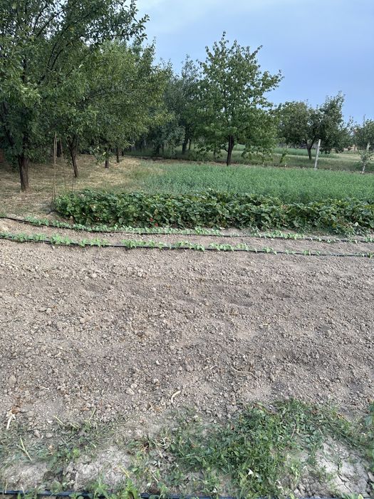 Teren intravilan parcele de vanzare în Cihei - Sânmartin