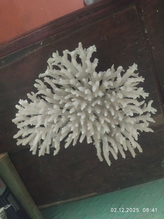 Продам кораллы и ракушки.