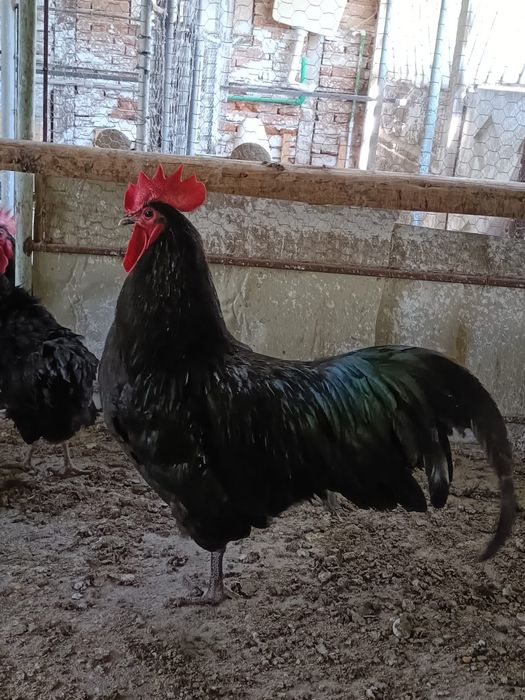 Vind cocoși Austrolop:negrii, albi și sple!.
Preț:între 85 și 150 lei.