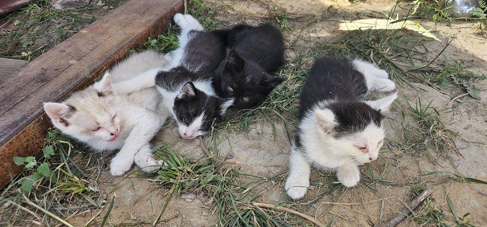 Отдам котят в хорошие руки!  Котята все здоровые. Уже едят корм .