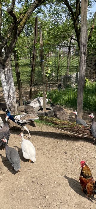 Vand paun si paunita