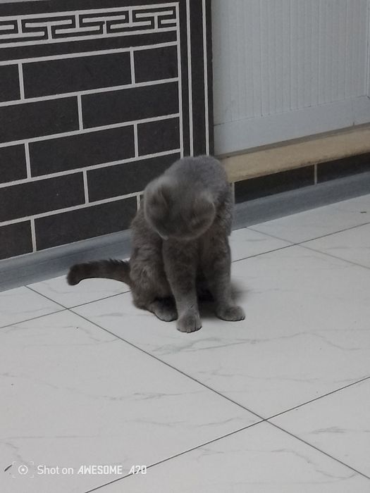 Asalomu aleykum mushuk sotiladi