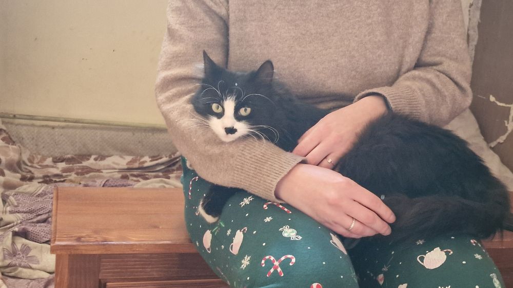 Коте Рея търси своите Хора