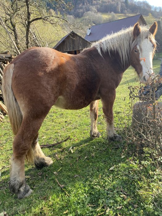 Vand manzul din imagini