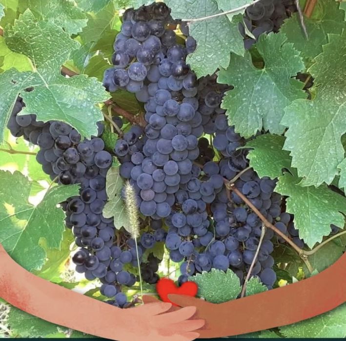 Vand struguri de vin cu transport la domiciliu gratuit