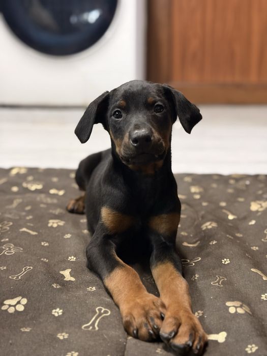 Бебета добермани