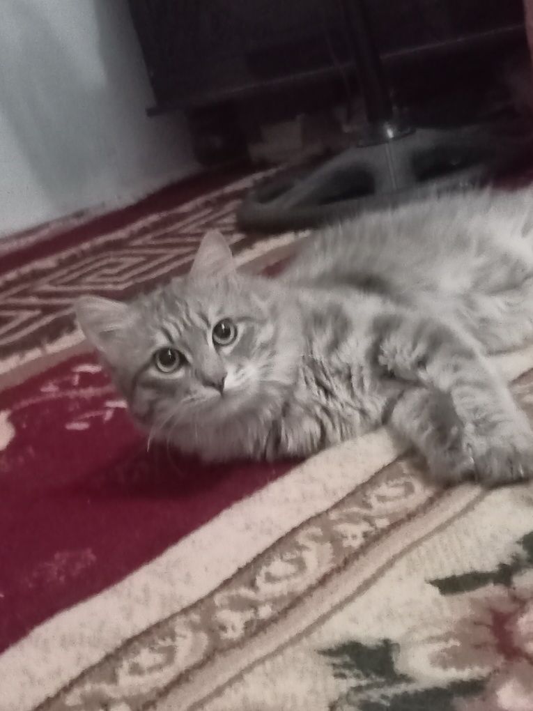 Parodistaya mushuk sibirskaya