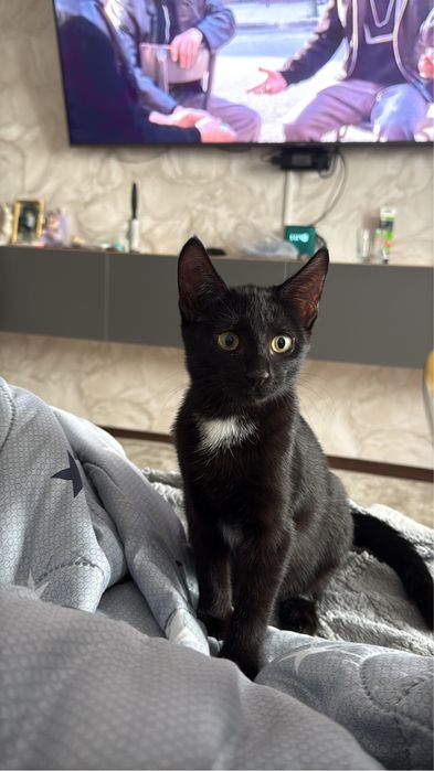 Отдам котят в добрые руки!