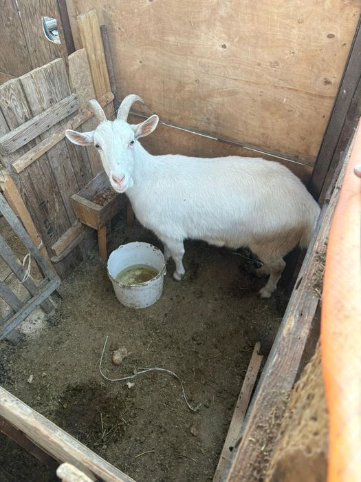 Ешкі бар Теке бар