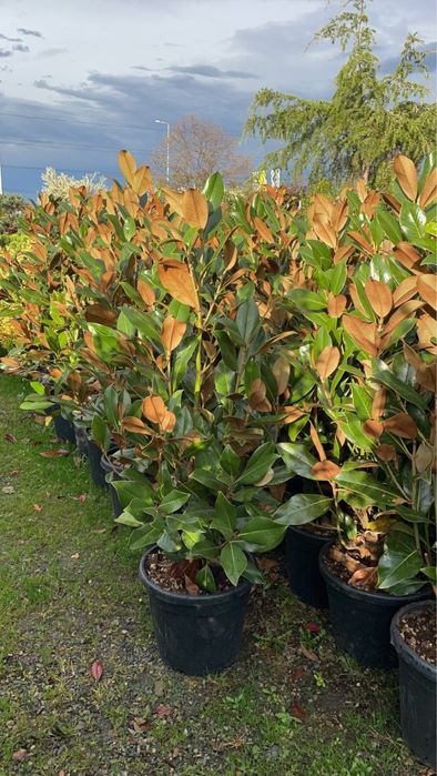 Magnolia Grandiflora 1.2-1.4m