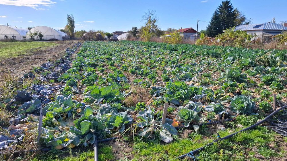 Teren Intravilan 1000mp Comuna Colibasi Jud Giurgiu