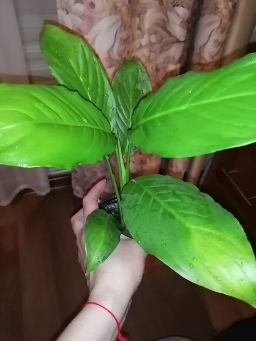 Продам спатифиллиум