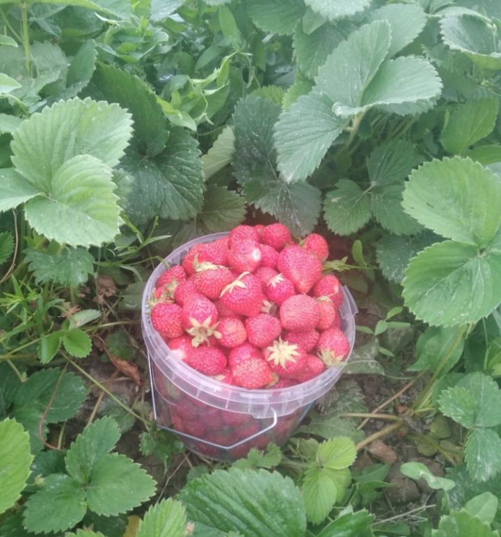 Количество ограничено ягоды клубника малина вишня ежевика смородина