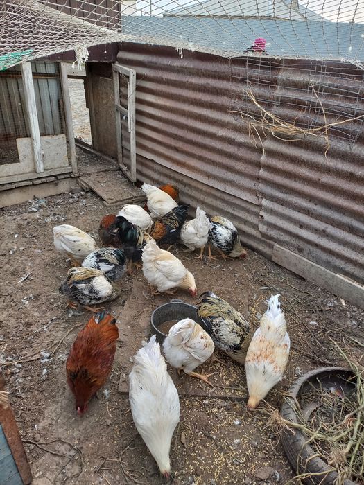Куры, петухи домашние