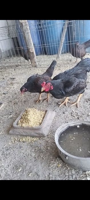 Combatantă indiana pitica , oua pt incubat