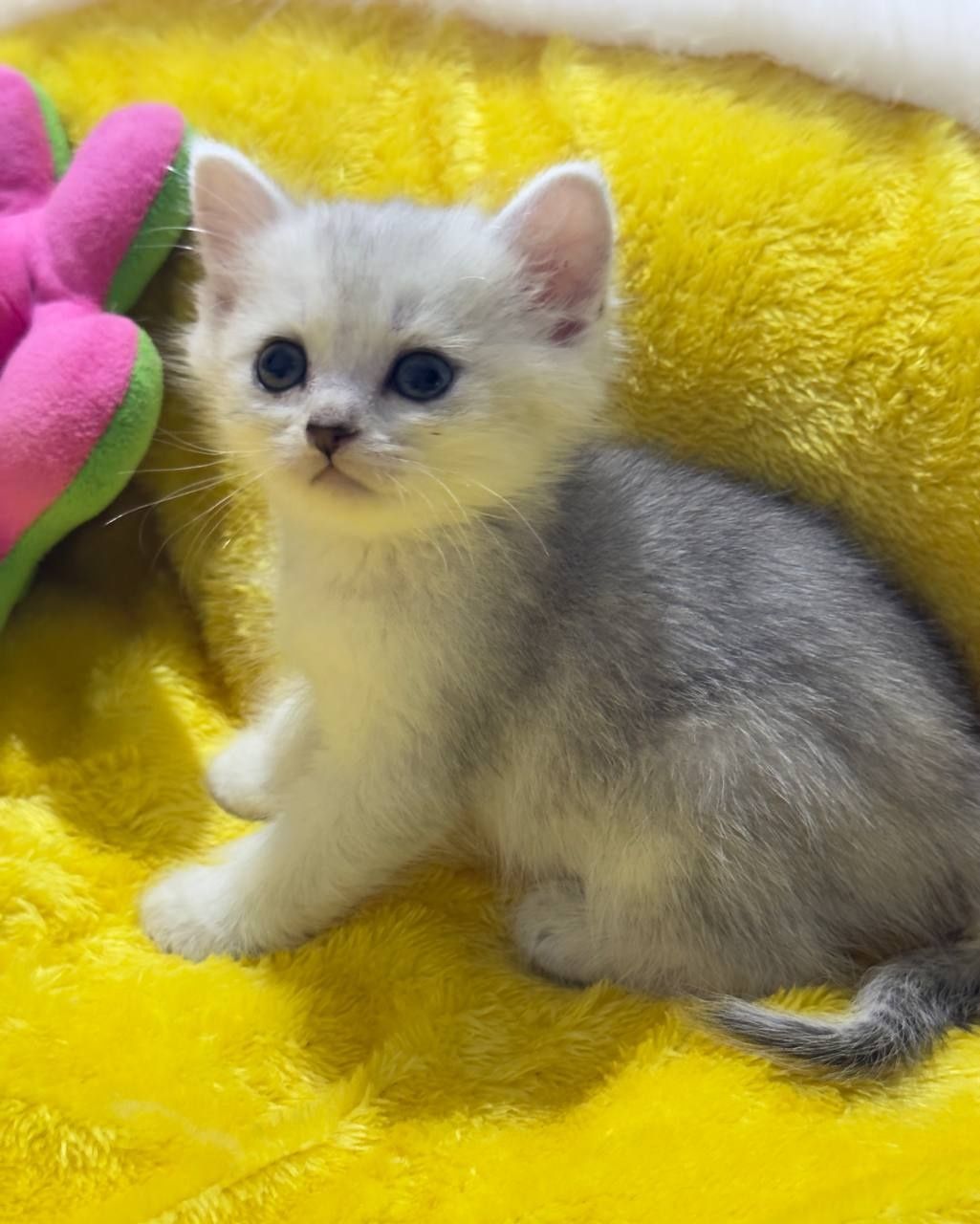 Шотландские шиншиллы