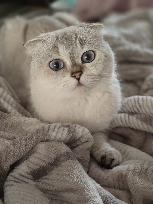 Donez pisica adulta Scottish fold