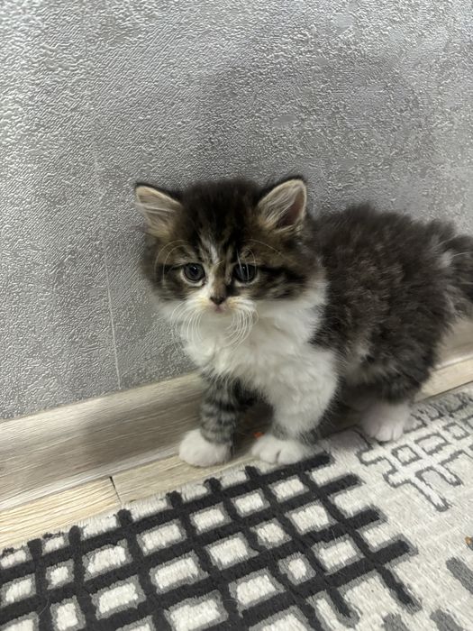 Котята с редким сочетанием пород: персидская + британец вислоухий