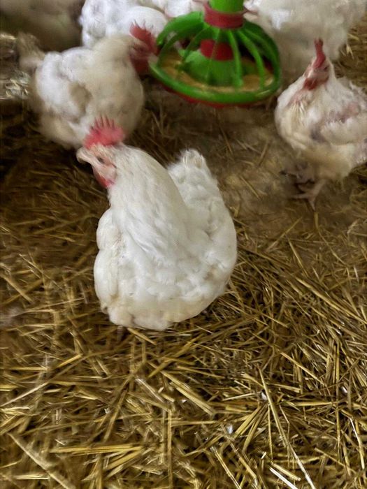 Gaini si cocosi de carne 4kg, 25lei bucata