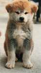 akita inu in cautare de o familie iubitoare