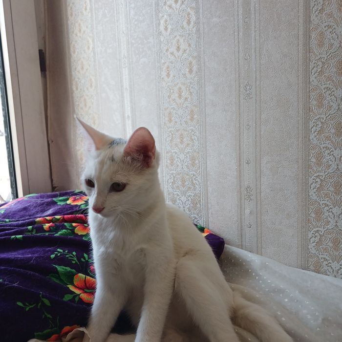 Котята бесплатно даром