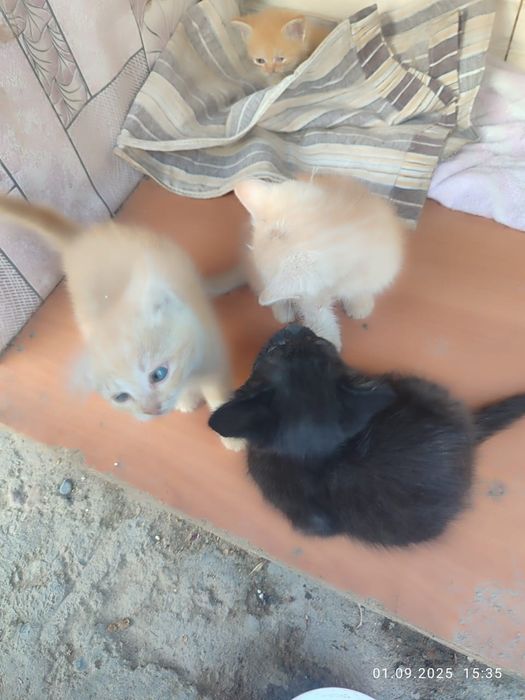 Милые котята 1 месяц срока