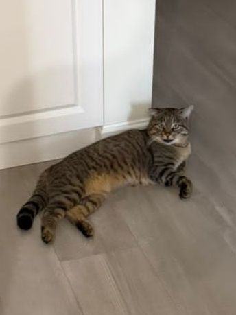 Кот с Терренкура ищет дом