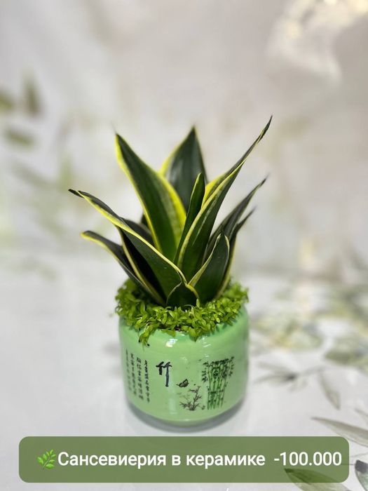 Сансевиерия и Драцена