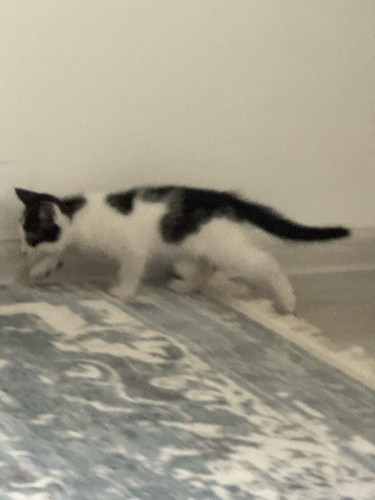 Котёнок, отдам даром
