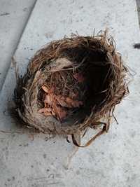 Гнездо причье настоящее символ удачи, оберег плодородия