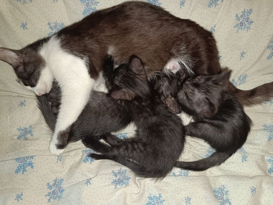 Котята, 2 месяца уже