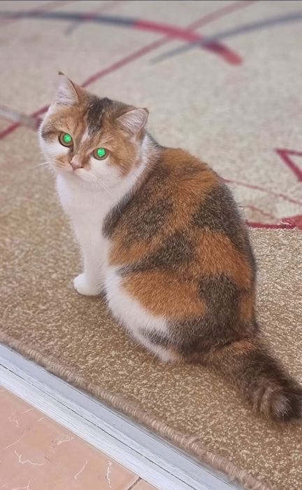 Скотиш страйт девочка.