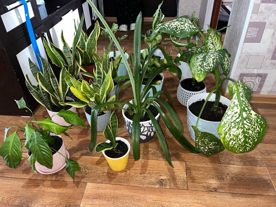 Цветы комнатные 3000тг. - 5000 тг